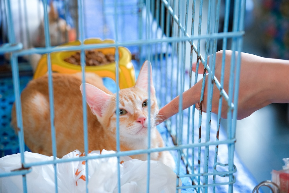Gia đình mới của các bé chó tại sự kiện nhận nuôi