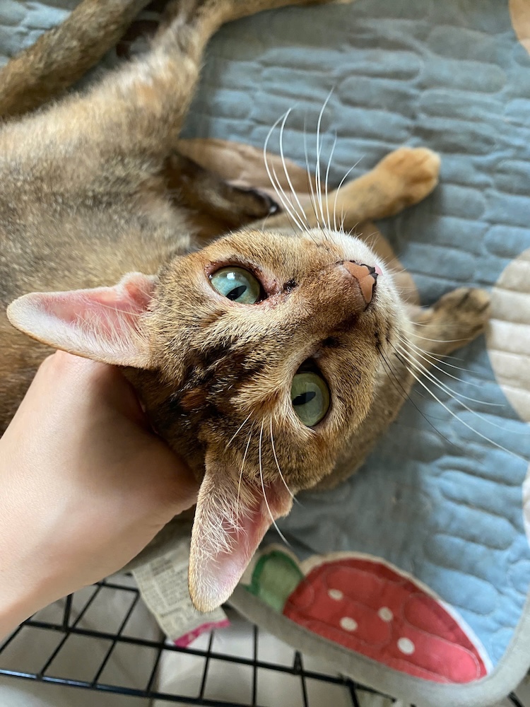 Cộng đồng nhận nuôi thú cưng cùng HavePaws
