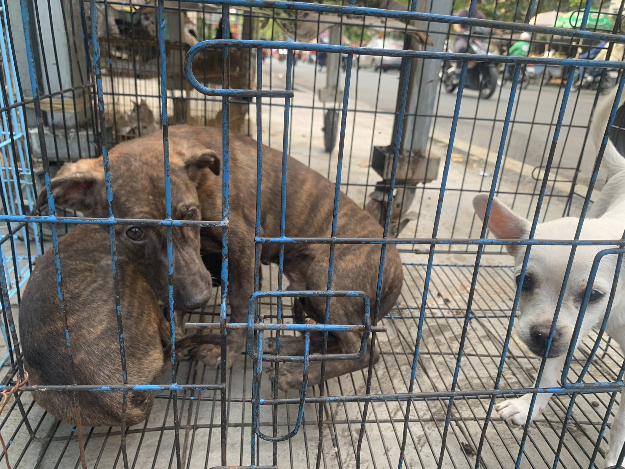 Các bé chó đang chờ được foster