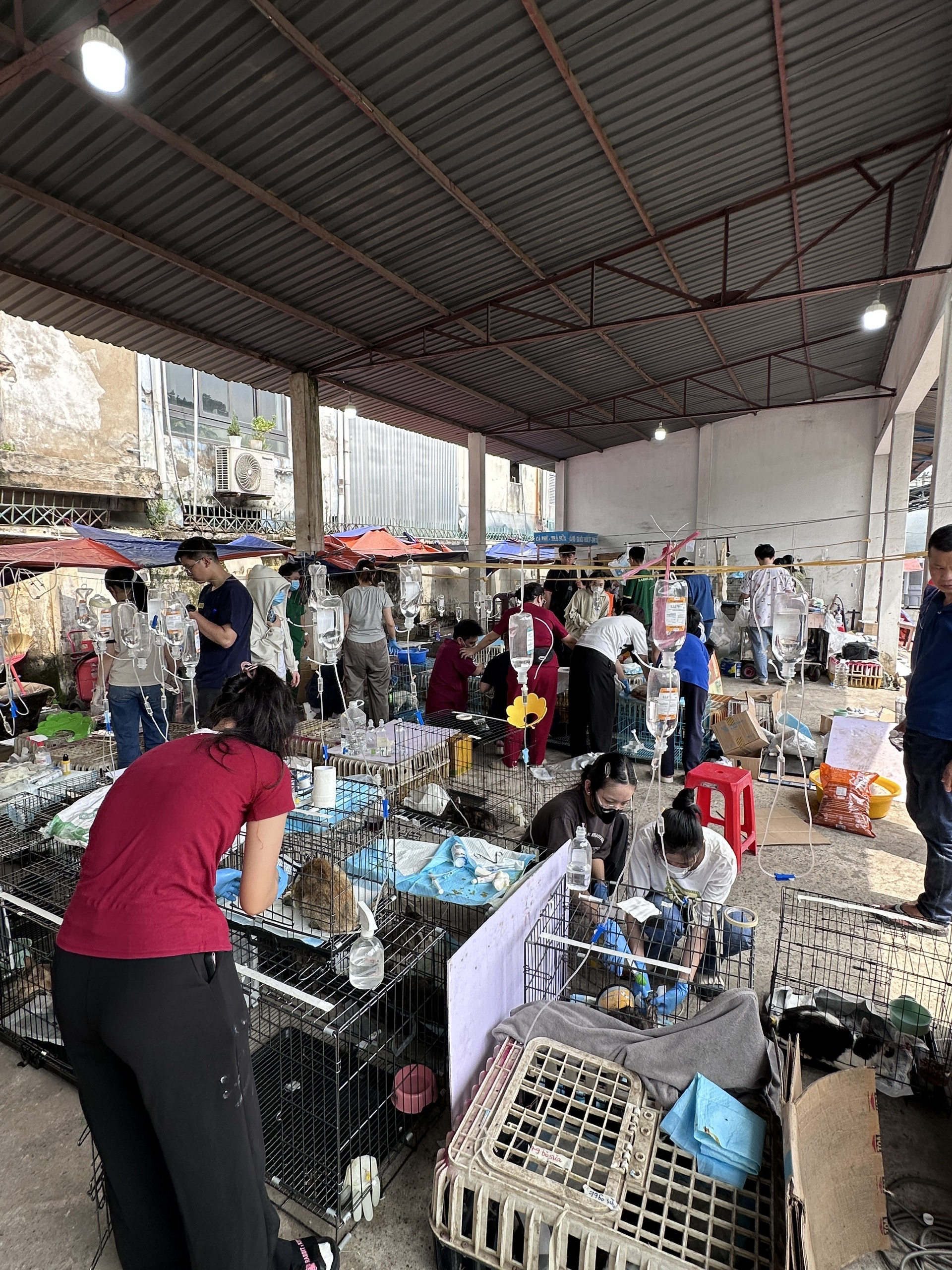 Công tác chăm sóc trong vụ cứu hộ hơn 400 bé mèo