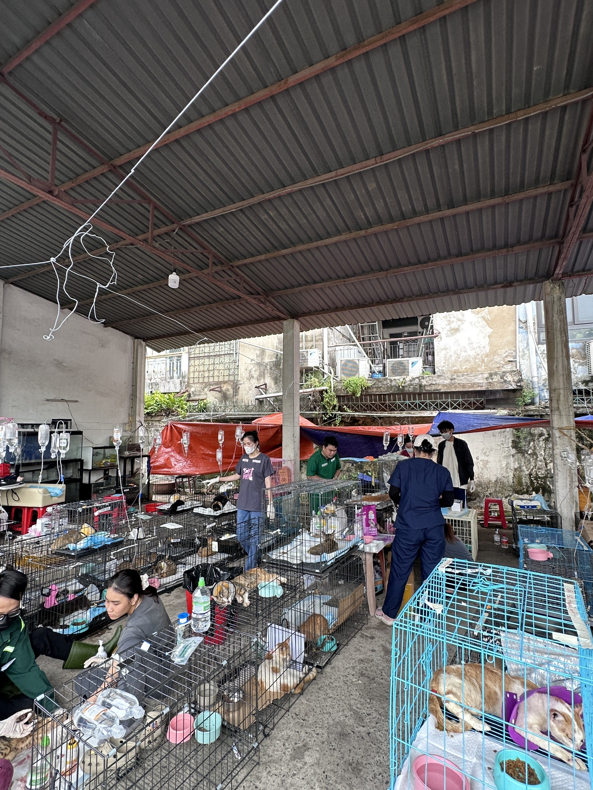 Các bé mèo trong chiến dịch cứu hộ hơn 400 bé