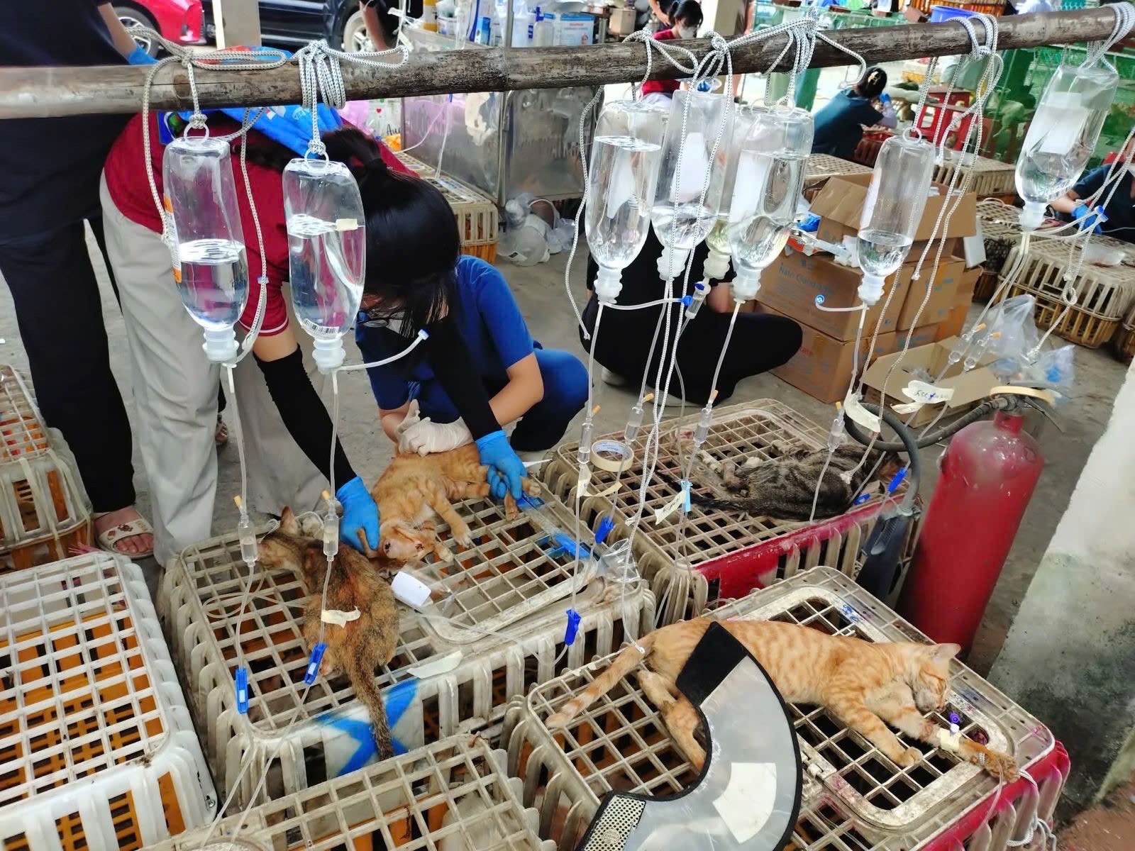 Cứu hộ 400 bé mèo